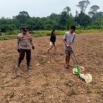Dukung Swasembada Pangan 2026, Polsek Noyan Tanam Jagung Hibrida di Lahan 1,5 Hektare